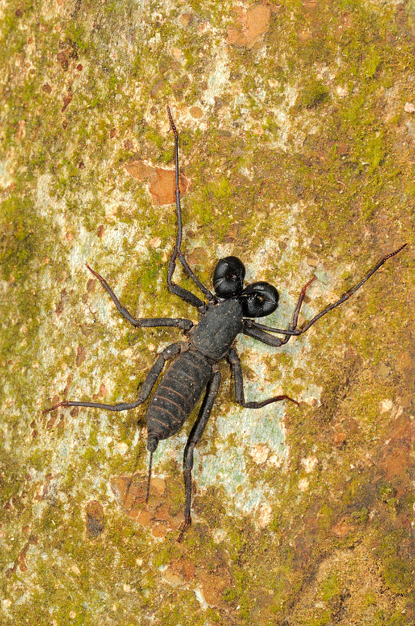 Whip Scorpion, Malaysia Photograph by Fletcher & Baylis