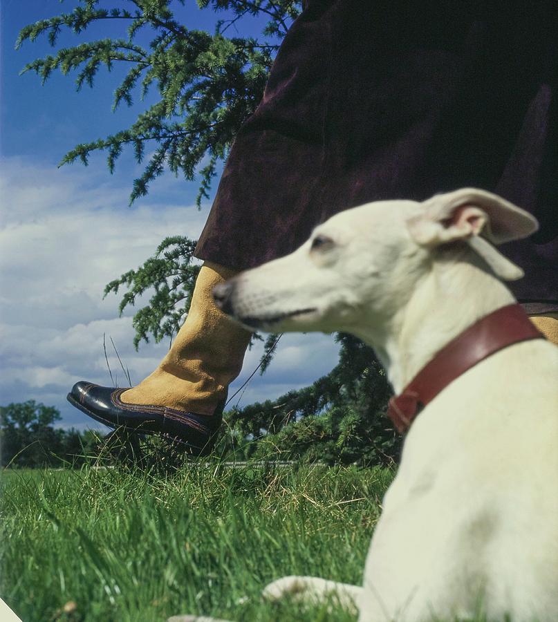 Whippet Dog And Hubert De Givenchy Photograph by John Cowan