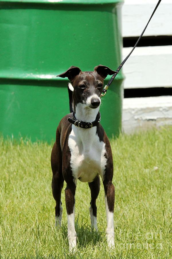 Whippet Horse Show Dog Photograph by Janice Byer