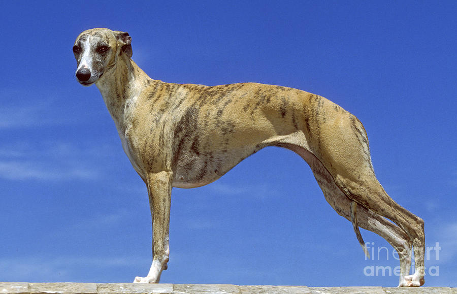 Whippet Photograph by Jean-Michel Labat
