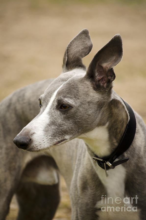 Animal Photograph - Whippet by Linsey Williams