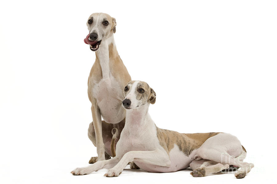 Whippets Photograph by Jean-Michel Labat