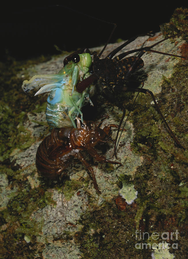 Whipscorpion Eating Cicada Photograph by Gregory G. Dimijian, M.D.