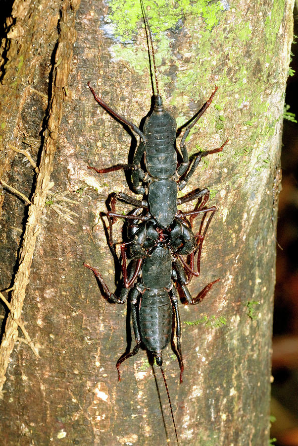 Wildlife Photograph - Whipscorpions Courting by Sinclair Stammers/science Photo Library
