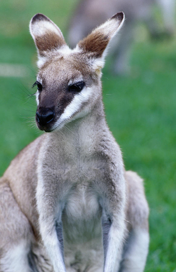 Animal Photograph - Whiptail Wallaby by Olivier Cirendini Animal Photograph - Whiptail Wallaby by Olivier Cirendini