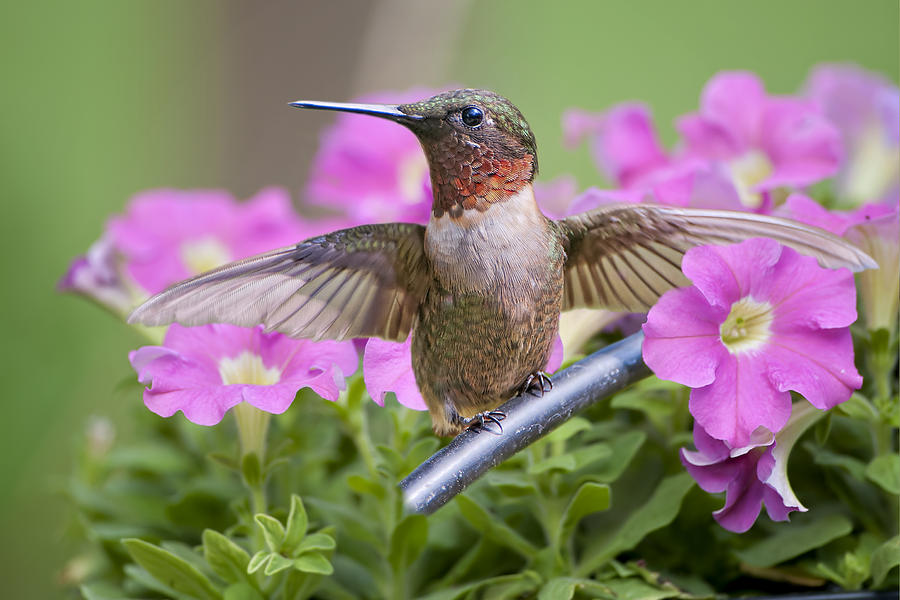 Whir of Hummingbird Wings Photograph by Bonnie Barry
