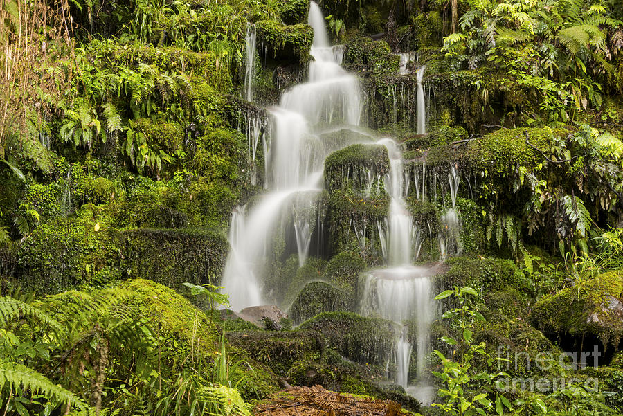 Rainforest Photograph - Whirinaki Falls by Bob Phillips