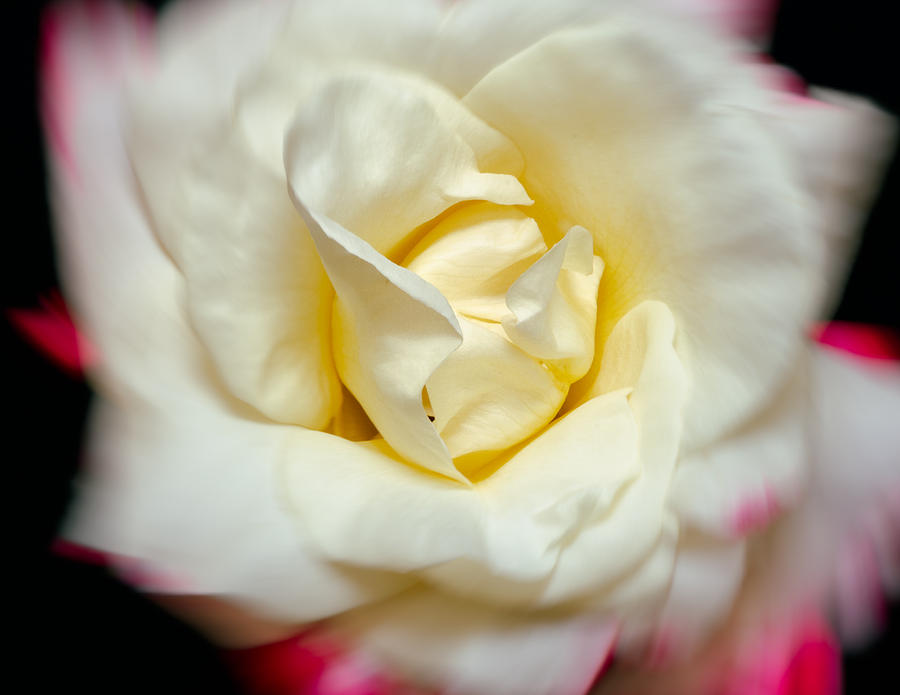 Whirling Rose Photograph by Georgette Grossman