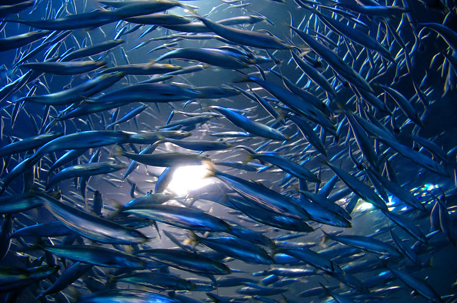 Whirlwind of Anchovies Photograph by Nikontiger