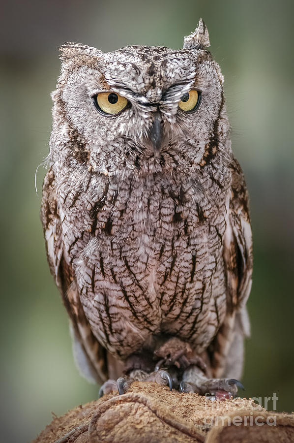 Whiskered Screech Owl 1 Photograph by Al Andersen