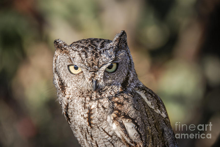 Whiskered Screech Owl 2 Photograph