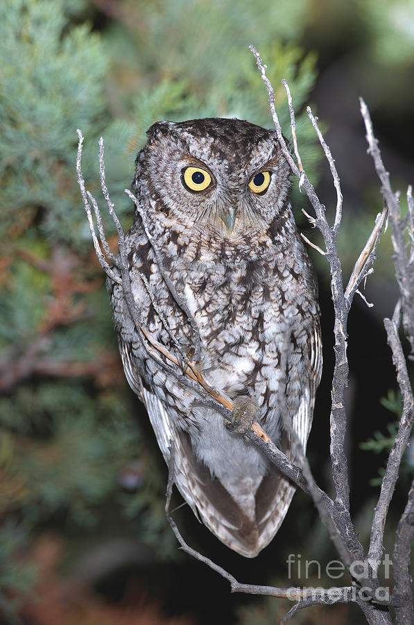 Owl Photograph - Whiskered Screech Owl by Anthony Mercieca