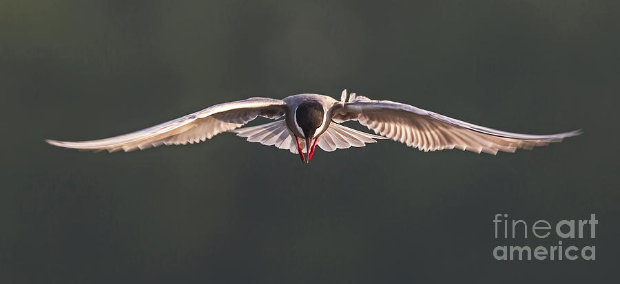 Whiskered Tern in flight Photograph by Jean-Luc Baron