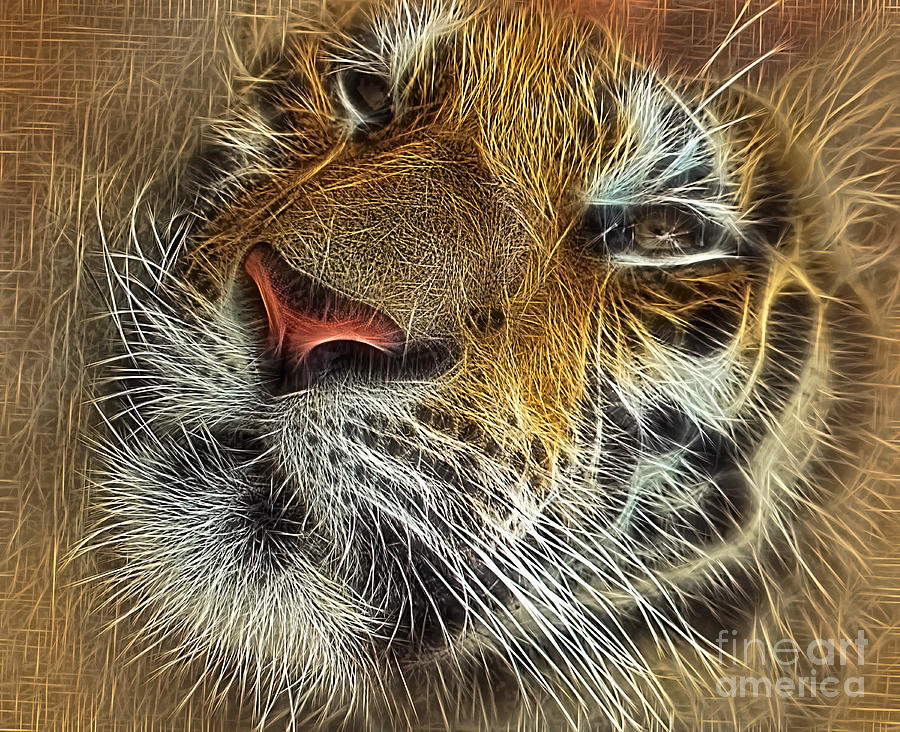 Whiskers of the Tiger Photograph by Kaye Menner