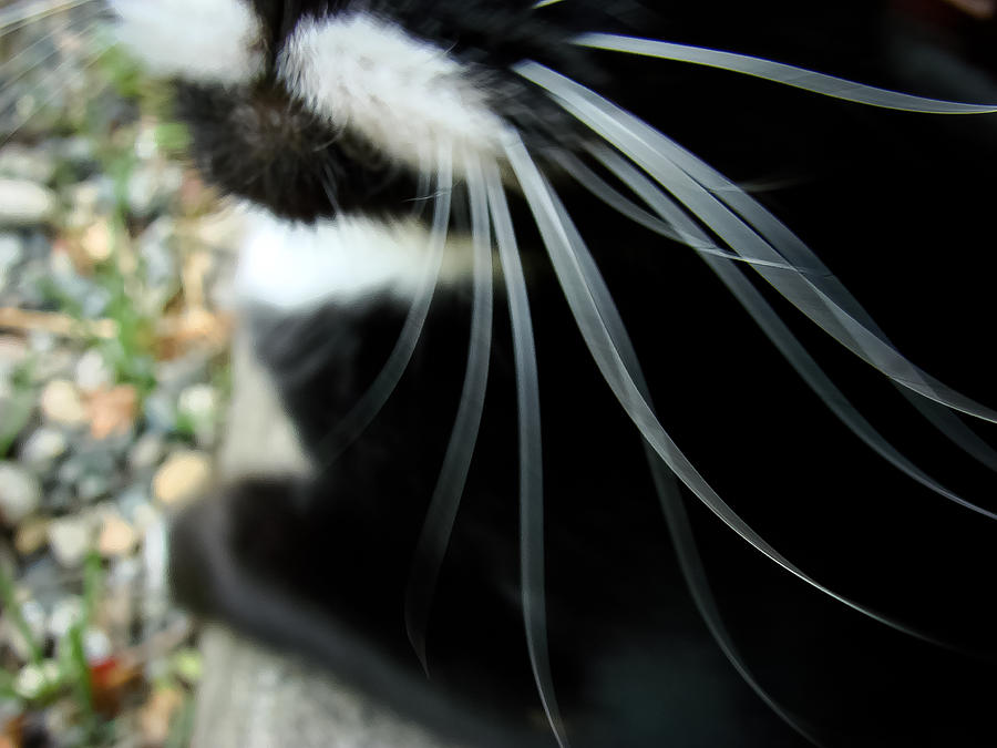 Whiskers Photograph by Ronda Broatch