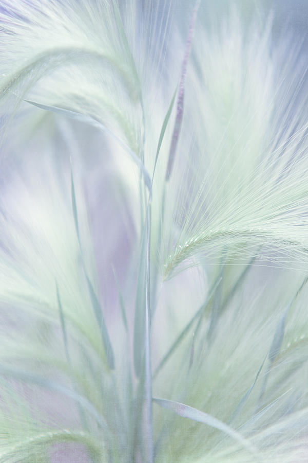 Whisper in the Moon Light. Grass Pastels Photograph by Jenny Rainbow