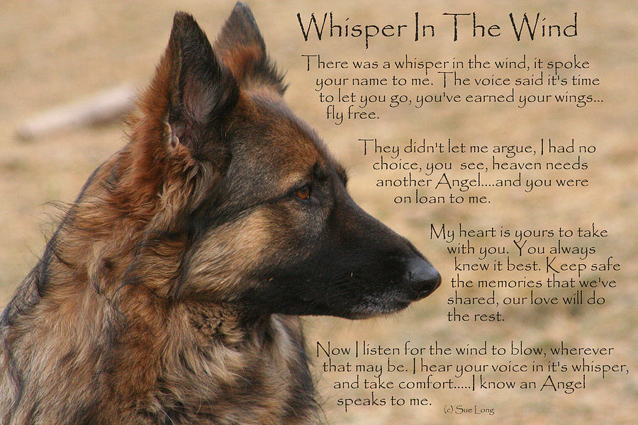 Dog Photograph - Whisper In The Wind by Sue Long