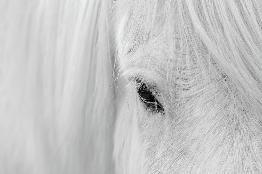 Horse Photograph - Whisper Of Iceland by John Fan