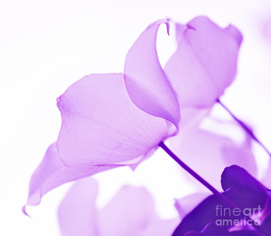Whisper Of Lavender Photograph by Arlene Carmel