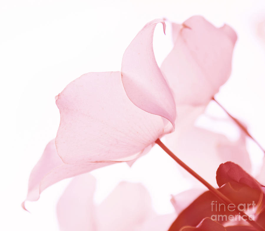 Whisper Of Pink Photograph by Arlene Carmel