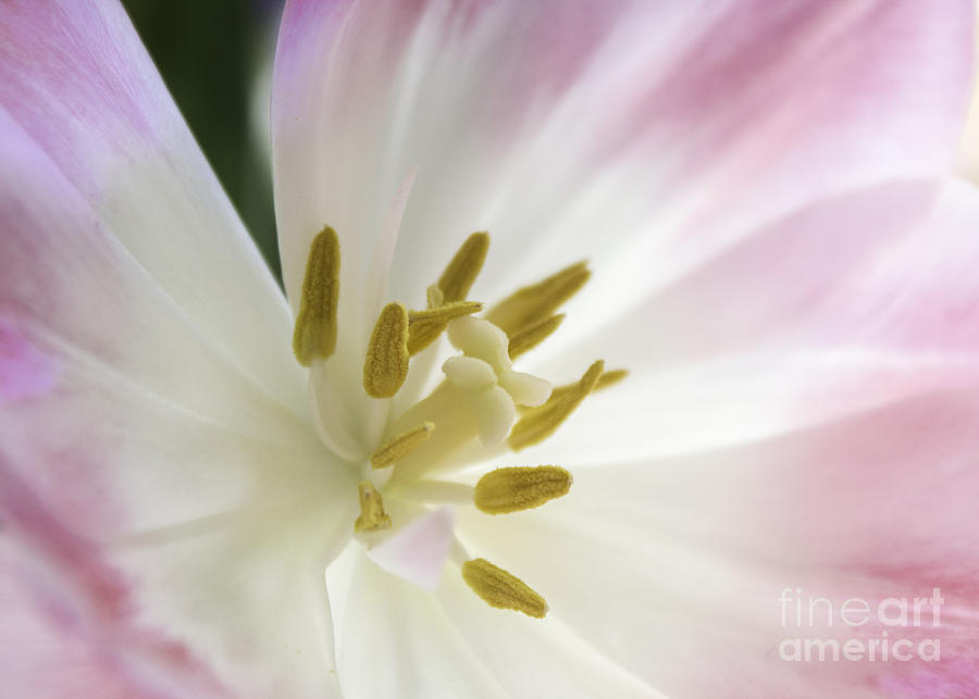 Whisper Of Spring Photograph by Arlene Carmel