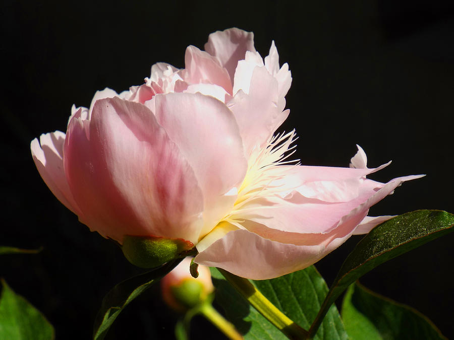 Whisper Pink Peony Photograph by Dianne Cowen Cape Cod Photography