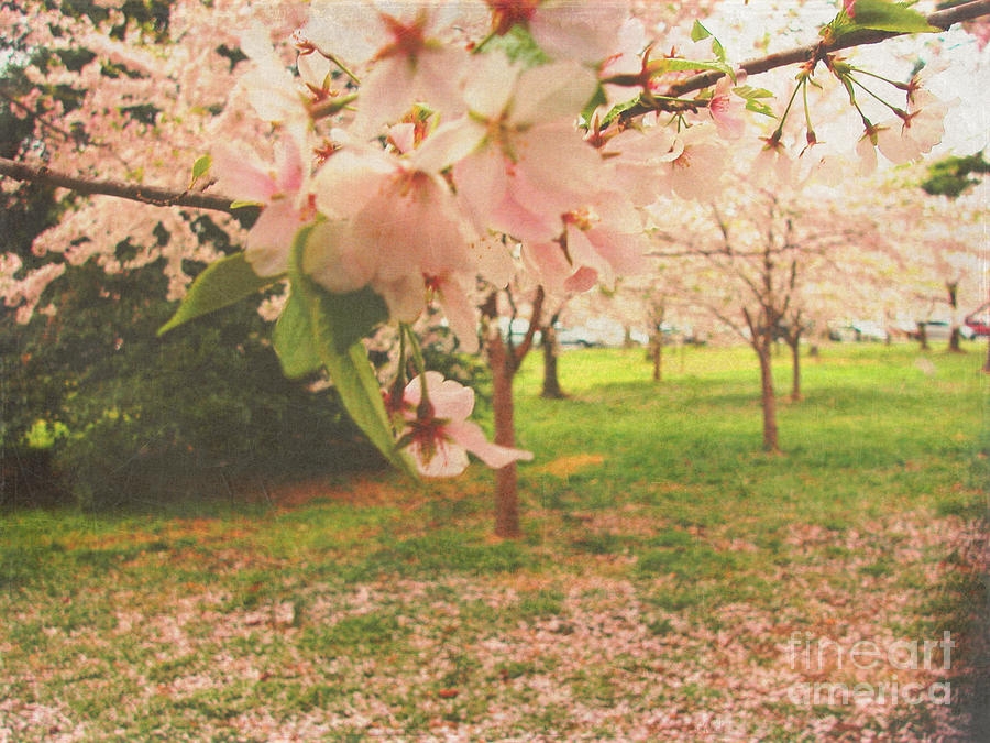 Whispering Cherry Blossoms Photograph by Alys Caviness-Gober