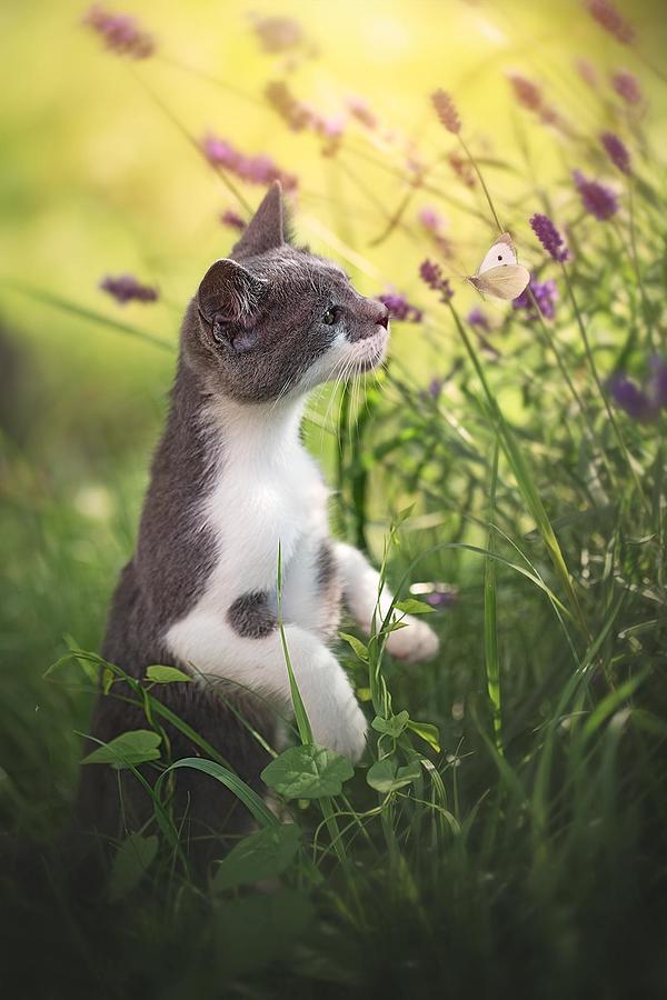 Cat Photograph - Whispering.. by Dejana M??