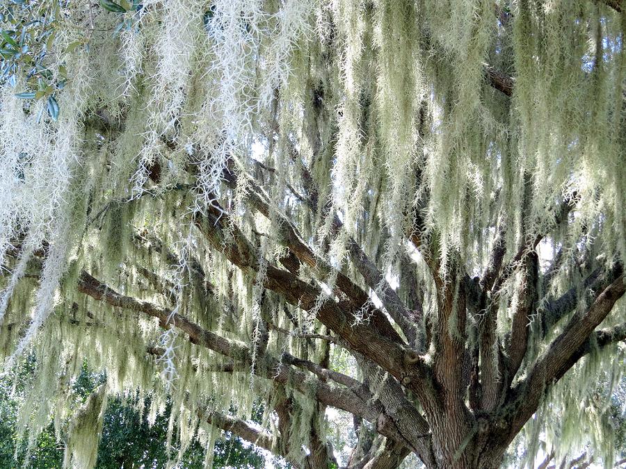 Nature Photograph - Whispering oaks by Zina Stromberg