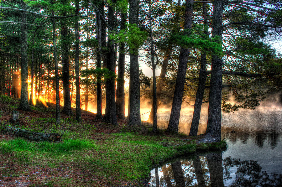 Whispering Pines 2 Photograph by Brook Burling