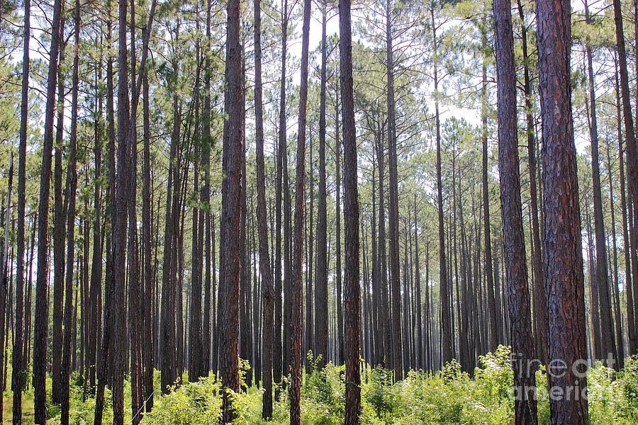 Tree Photograph - Whispering Pines by Andre Turner