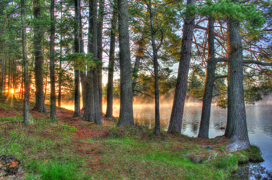 Whispering Pines Photograph by Brook Burling