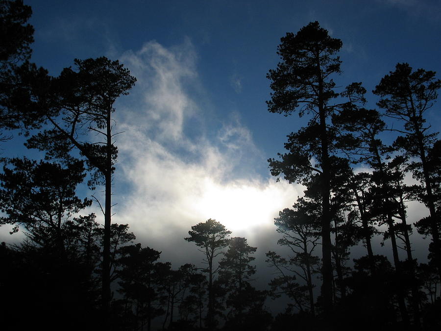 Whispering Pines Photograph by Derek Dean