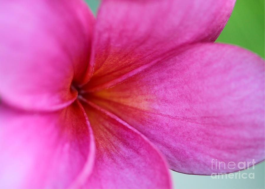 Whispering Pink Plumeria Photograph by Sabrina L Ryan