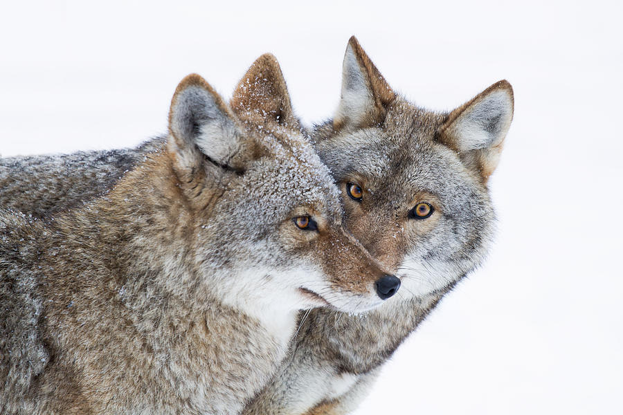 Whispering snow wolves Photograph by Adria  Photography