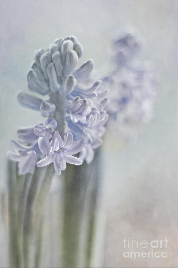 Spring Photograph - Whispering spring by Maria Ismanah Schulze-Vorberg