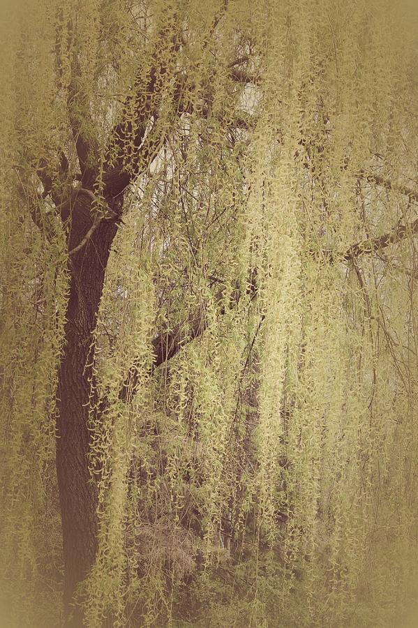 Whispering Tree Photograph by The Art Of Marilyn Ridoutt-Greene