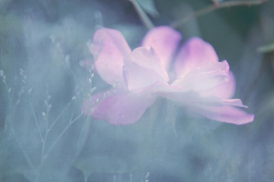 Whispering Wild Rose Photograph by Jenny Rainbow