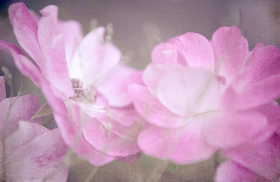 Whispering Wild Roses Photograph by Jenny Rainbow