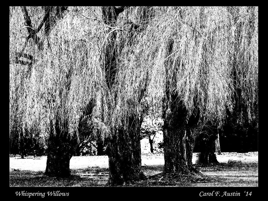Whispering Willows Photograph by Carol F Austin