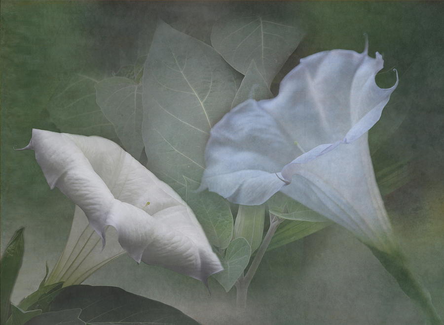 Whispers of Angel Trumpet Datura Photograph by Angie Vogel