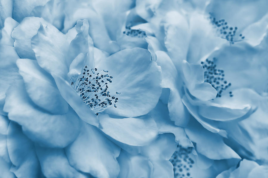 Whispers of Blue Roses Photograph by Jennie Marie Schell