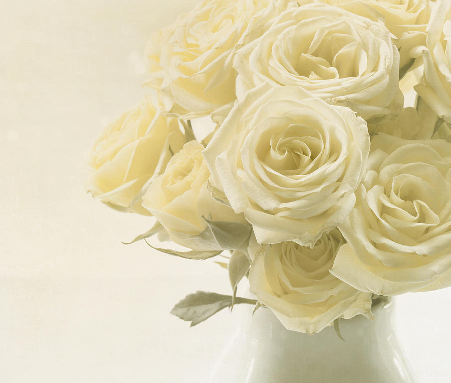 Rose Photograph - Whispers of Chiffon - Roses by Kim Hojnacki