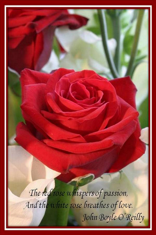 Whispers of Passion and Love Red Rose Greeting Card  Photograph by Taiche Acrylic Art
