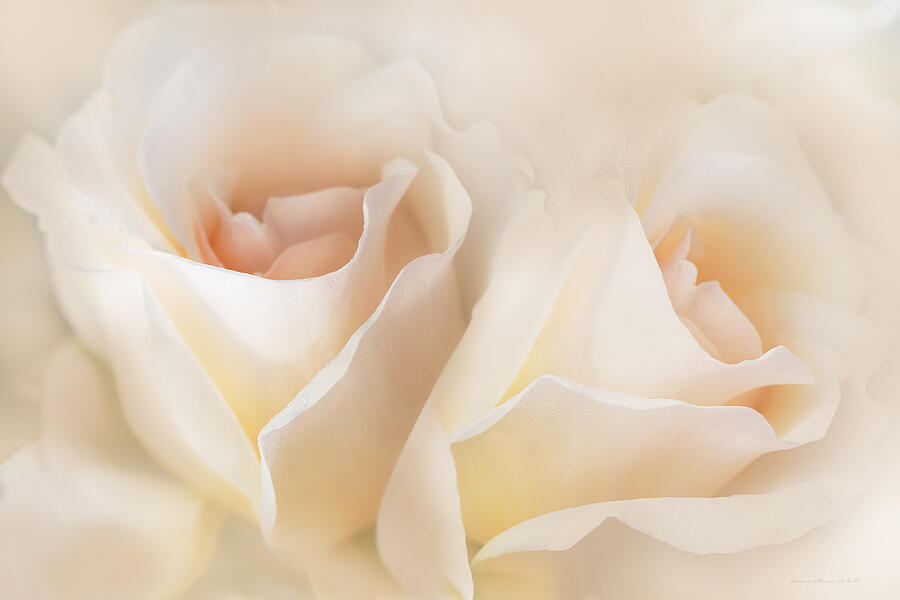 Rose Photograph - Whispers of Peaches and Cream Roses by Jennie Marie Schell
