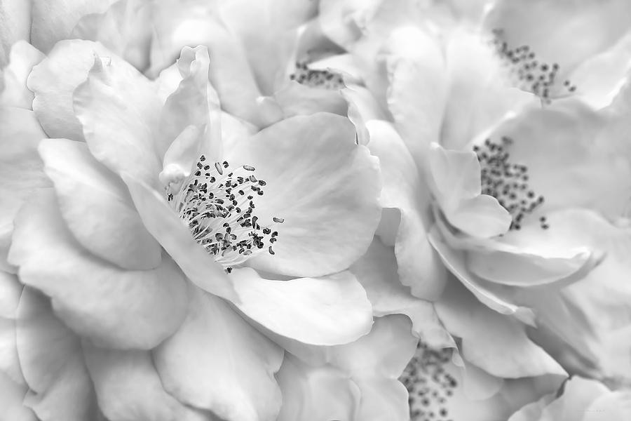 Whispers of Silver Roses  Photograph by Jennie Marie Schell