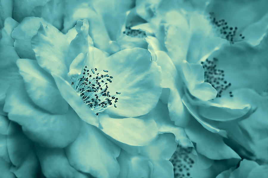 Whispers of Teal Roses Photograph by Jennie Marie Schell