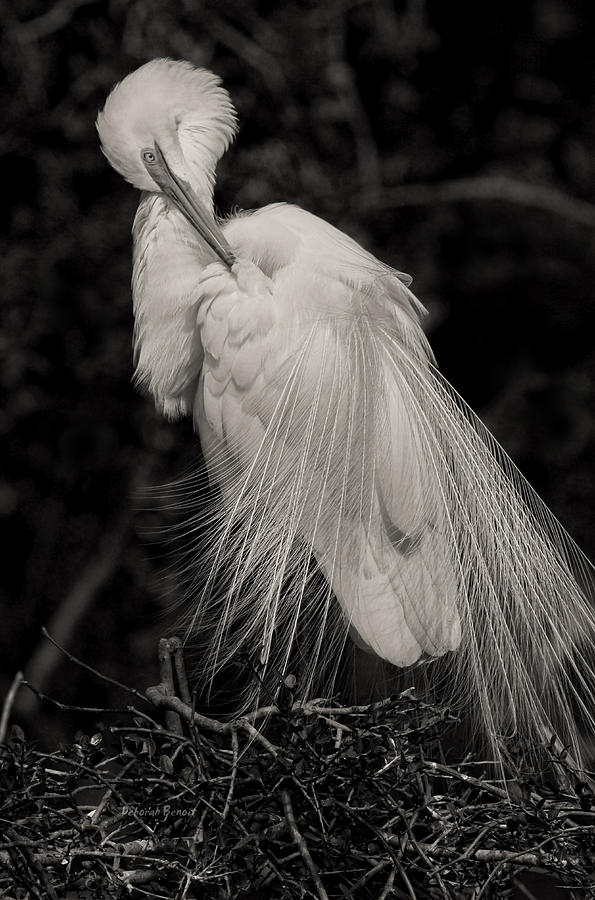 Egret Photograph - Whispy and Delicate by Deborah Benoit