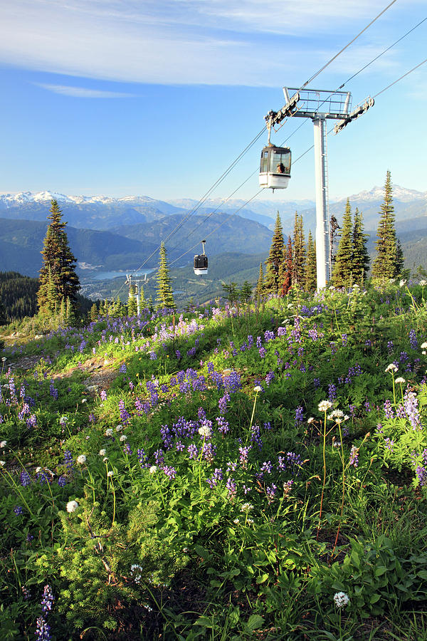 Mountain Photograph - Whistler summer with alpine flowers by Pierre Leclerc Photography