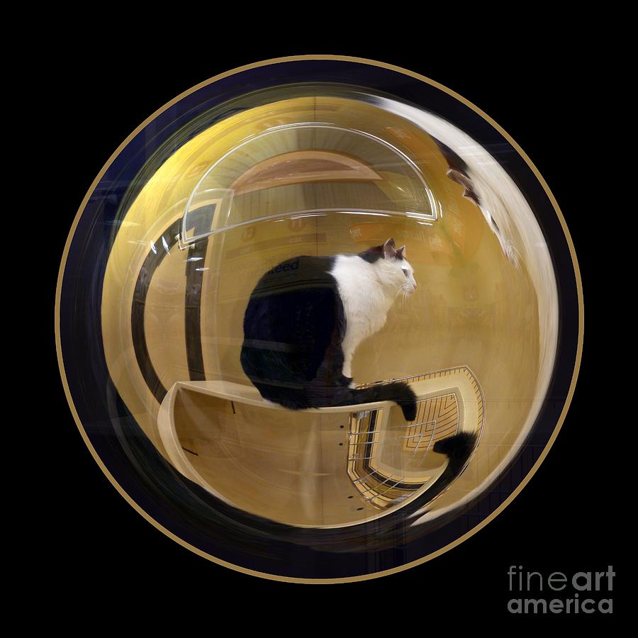 Cat Photograph - Whistlers Cat by Renee Trenholm